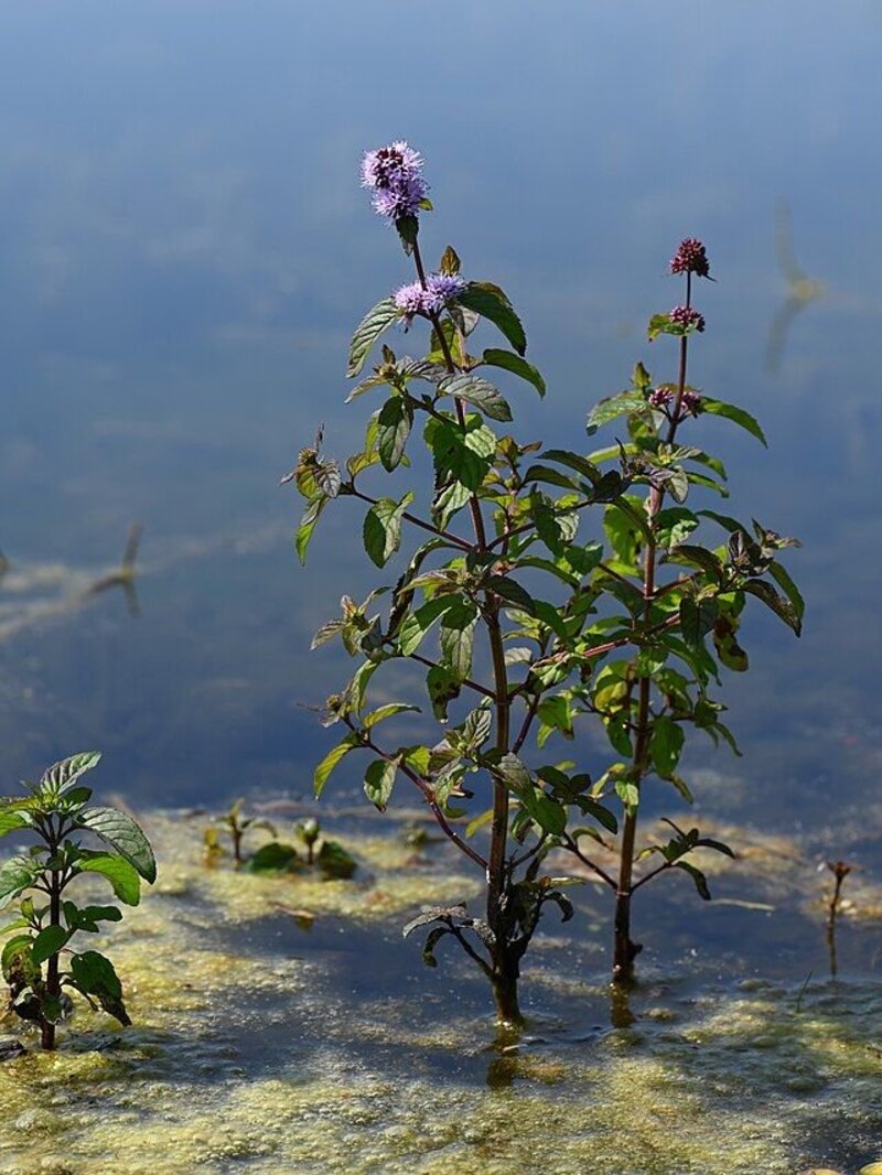 Mentha aquatica