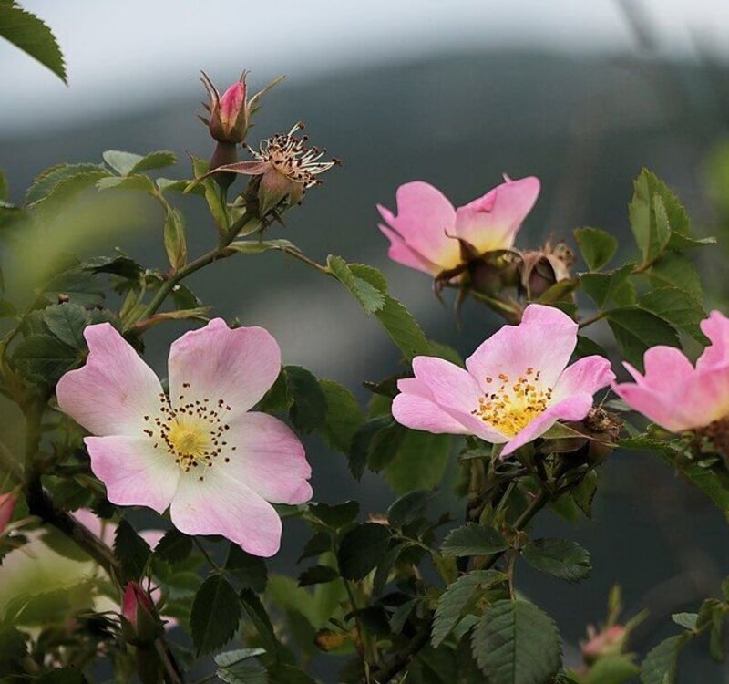 Rosa canina
