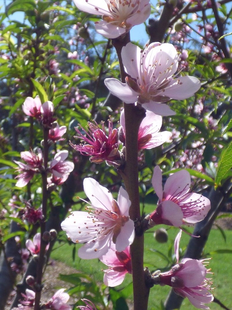 Prunus persica var. alba