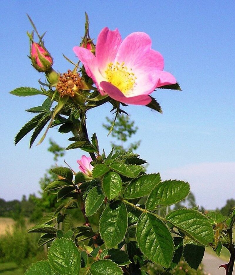 Rosa rubiginosa