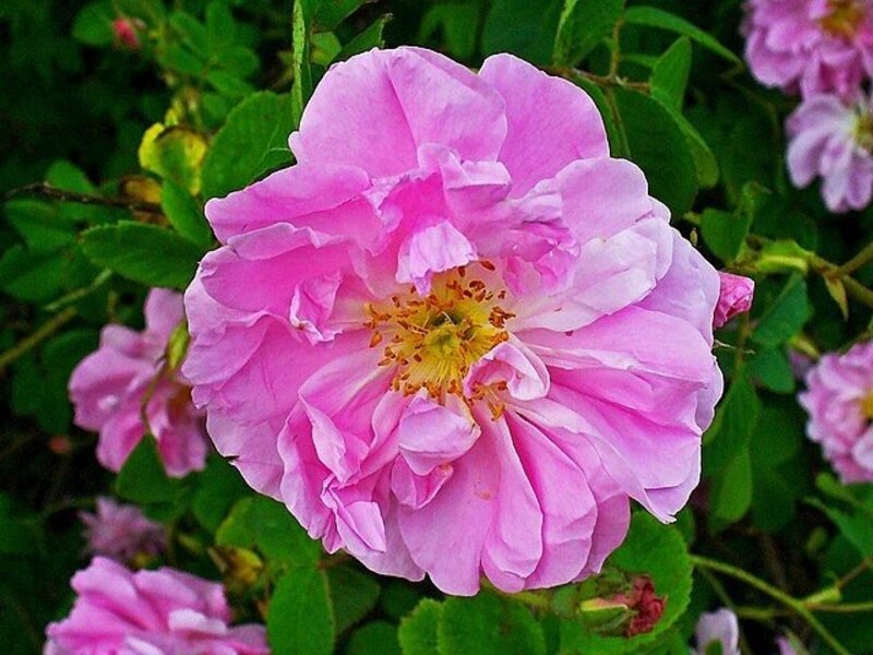 Rosa × damascena