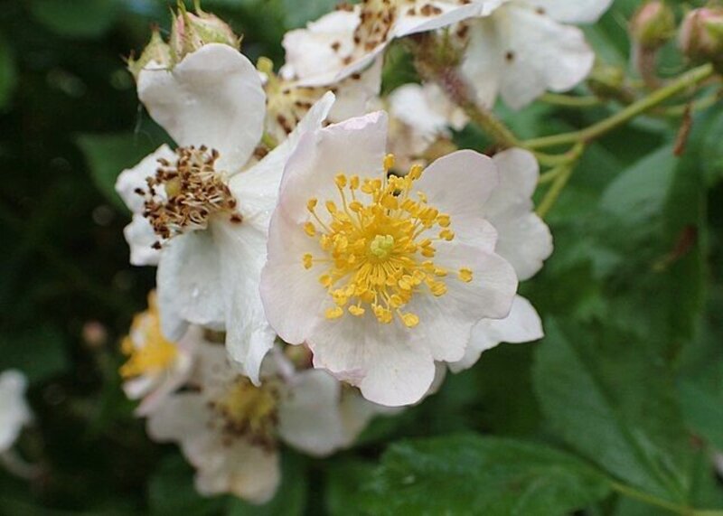 Rosa multiflora