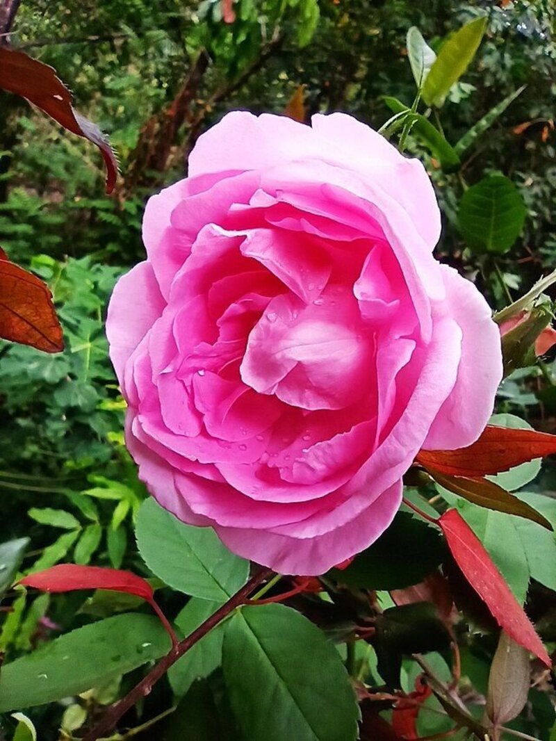 Rosa × centifolia