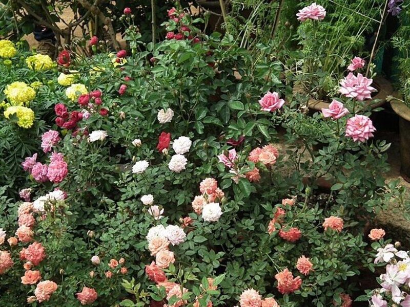Rosa indica var. minima