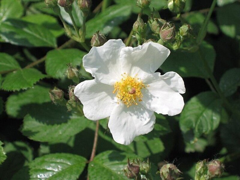 Rosa laevigata