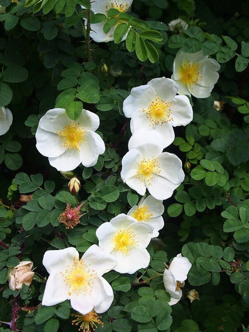 Rosa pimpinellifolia