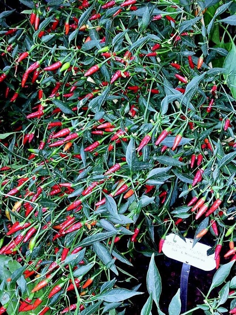 Capsicum frutescens