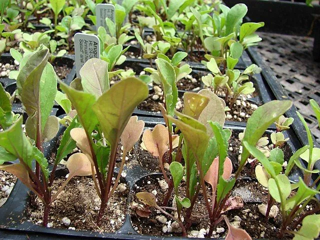 Eruca vesicaria subsp. sativa