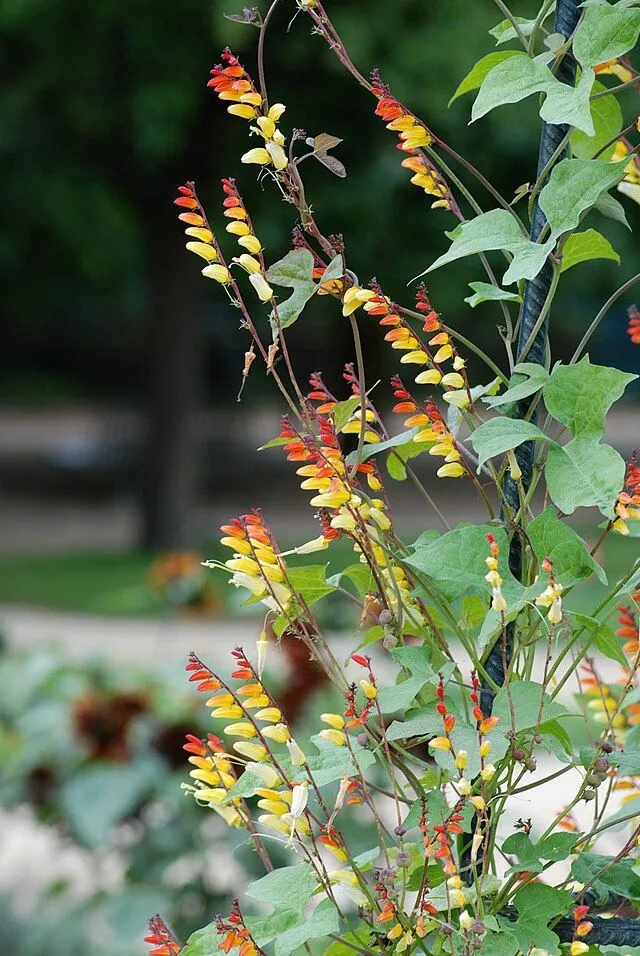 Ipomoea lobata