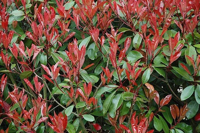 Photinia × fraseri