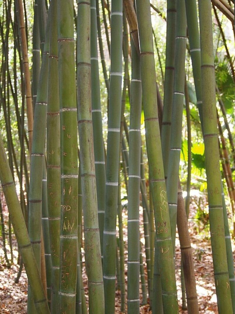 Phyllostachys aurea