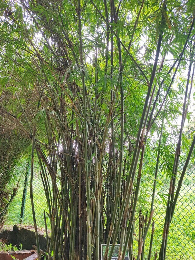 Bambusa multiplex