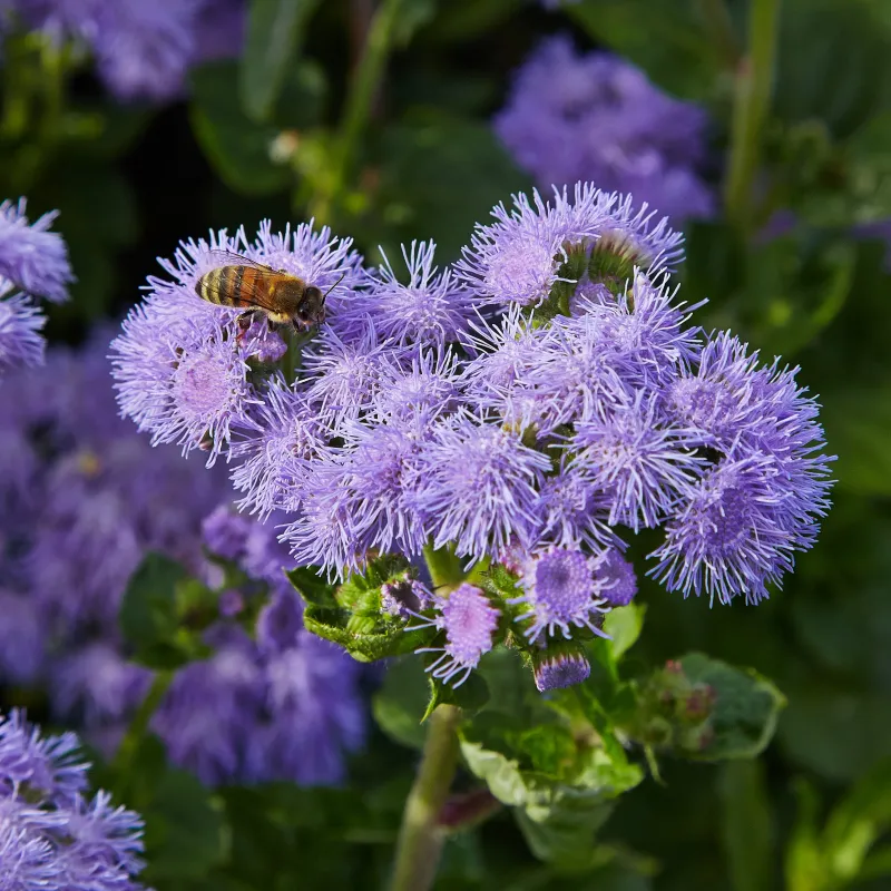 Ageratum houstonianum