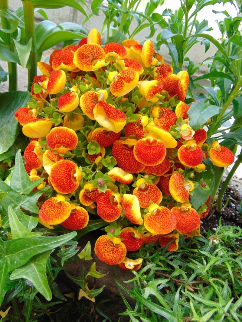 Calceolaria herbeohybrida