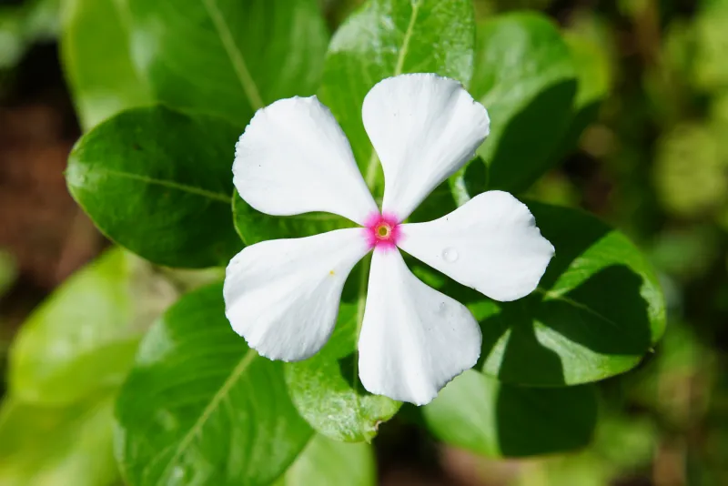 Catharanthus roseus