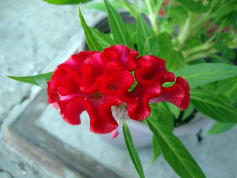Celosia argentea var. cristata