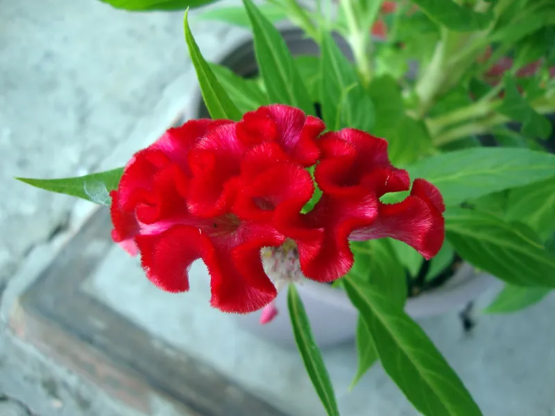 Celosia argentea var. cristata