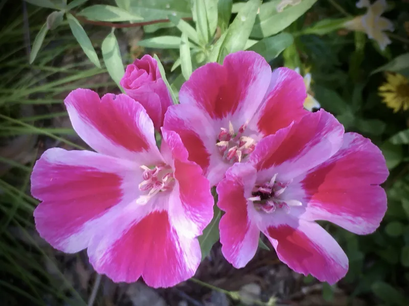 Clarkia amoena