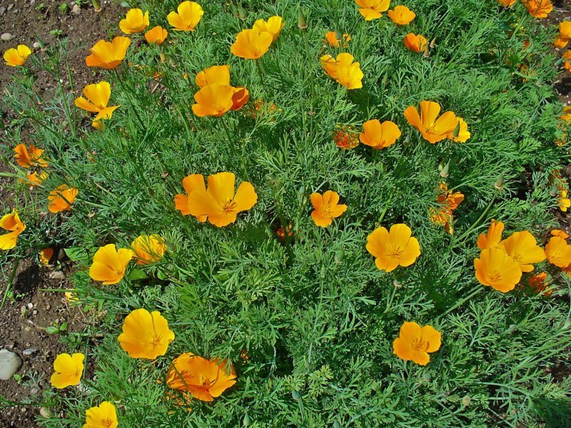 Eschscholtzia californica