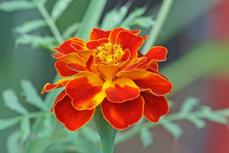 Tagetes erecta