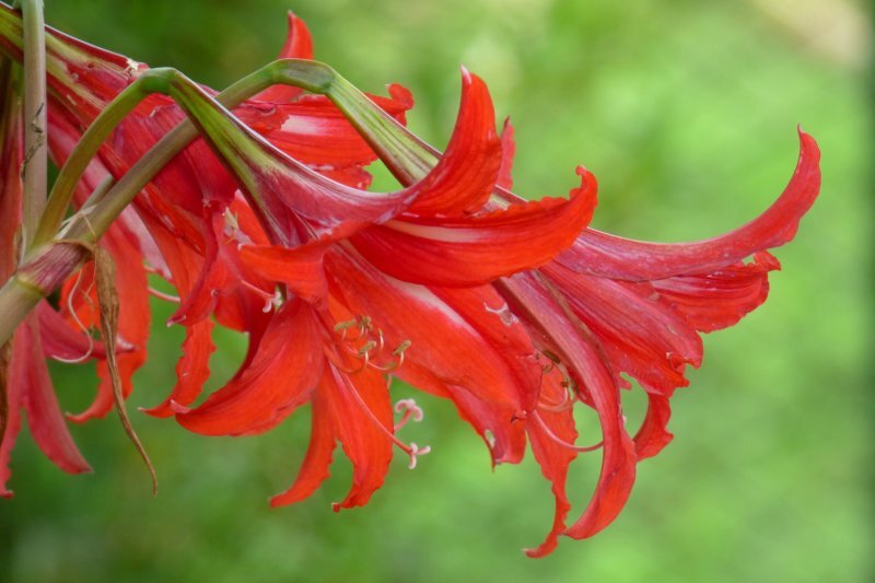 Amaryllis belladona