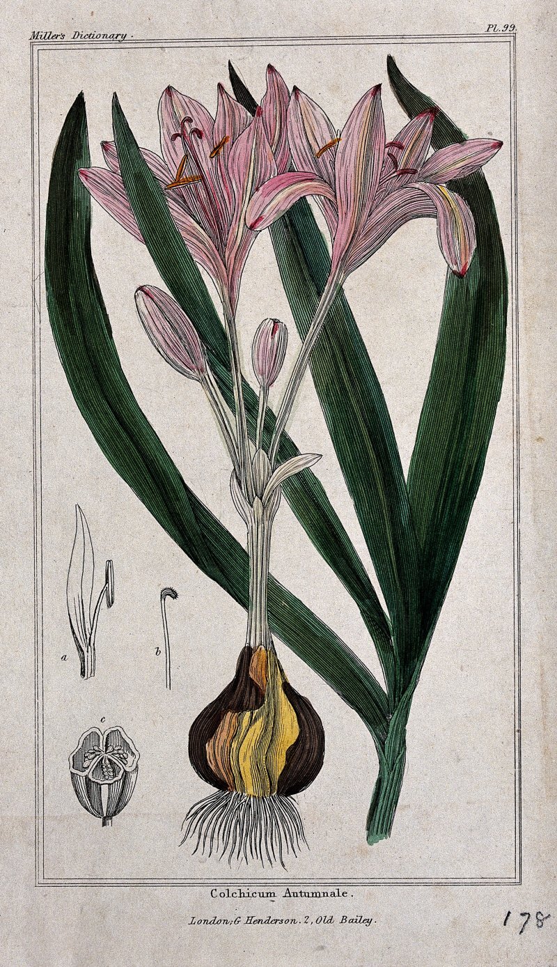 Colchicum autumnale