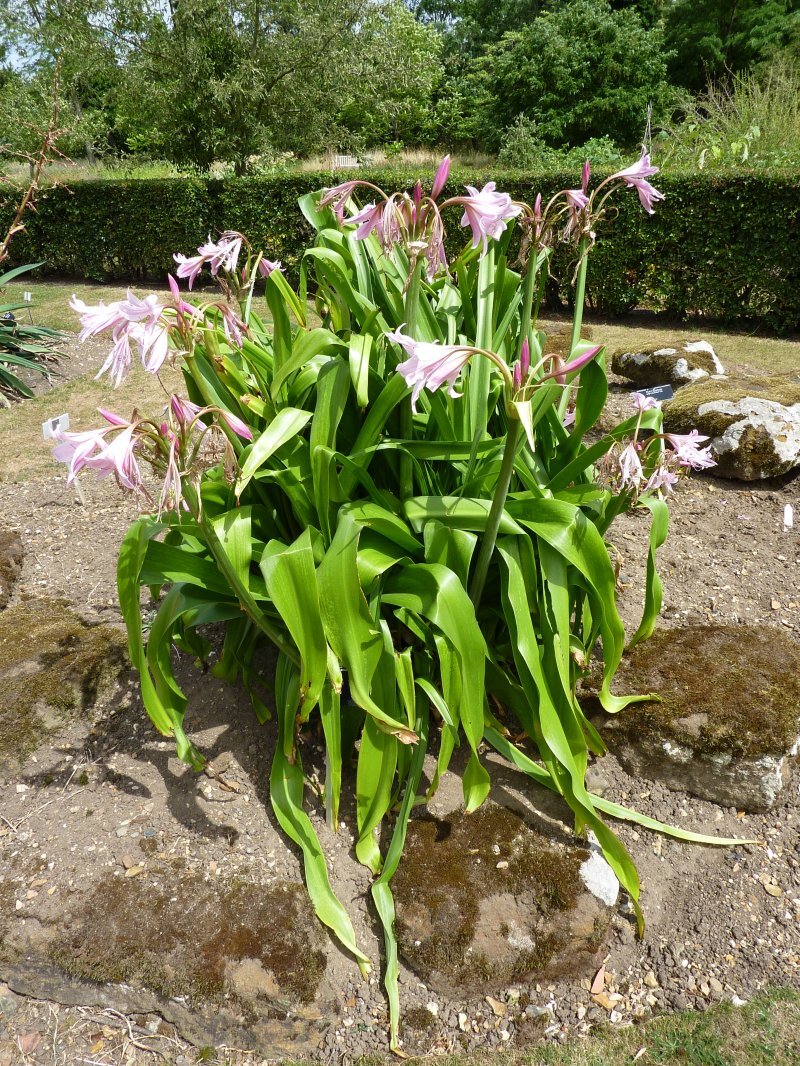 Crinum x powellii
