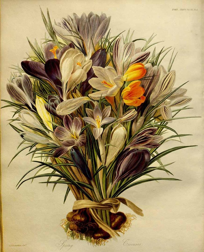 Crocus spp