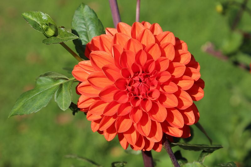 Dahlia spp
