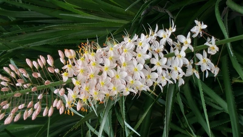 Eremerus stenophyllus