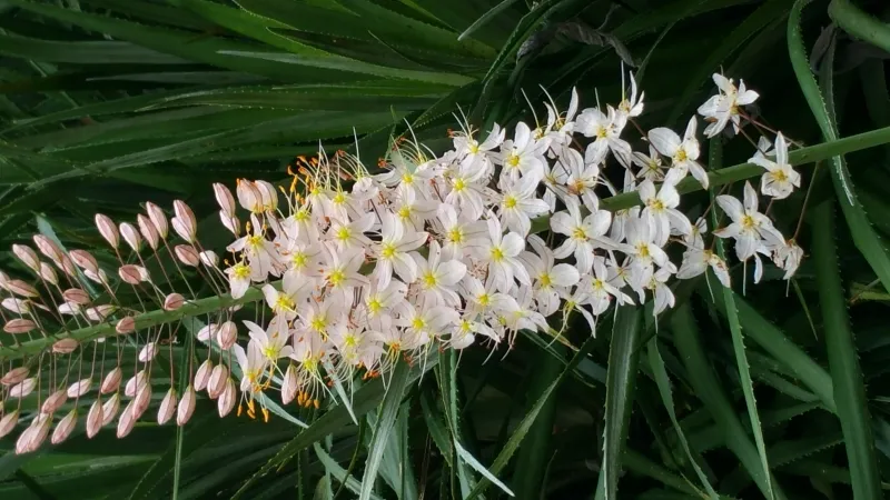 Eremerus stenophyllus