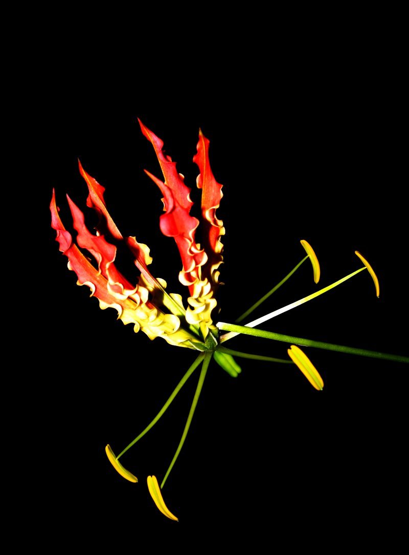 Gloriosa rothschildiana