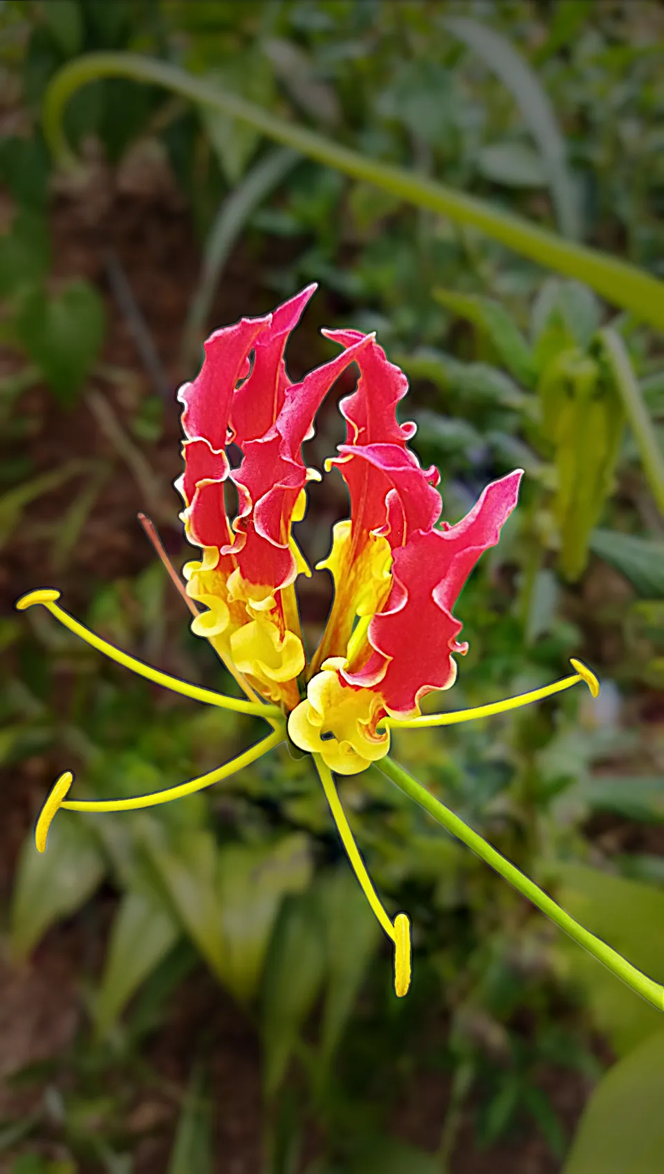 Gloriosa rothschildiana