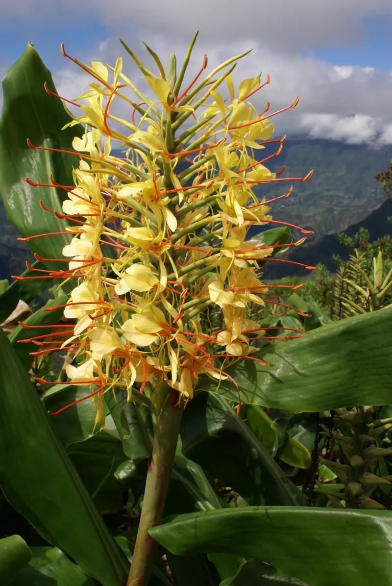 Hedychium gardnerianum