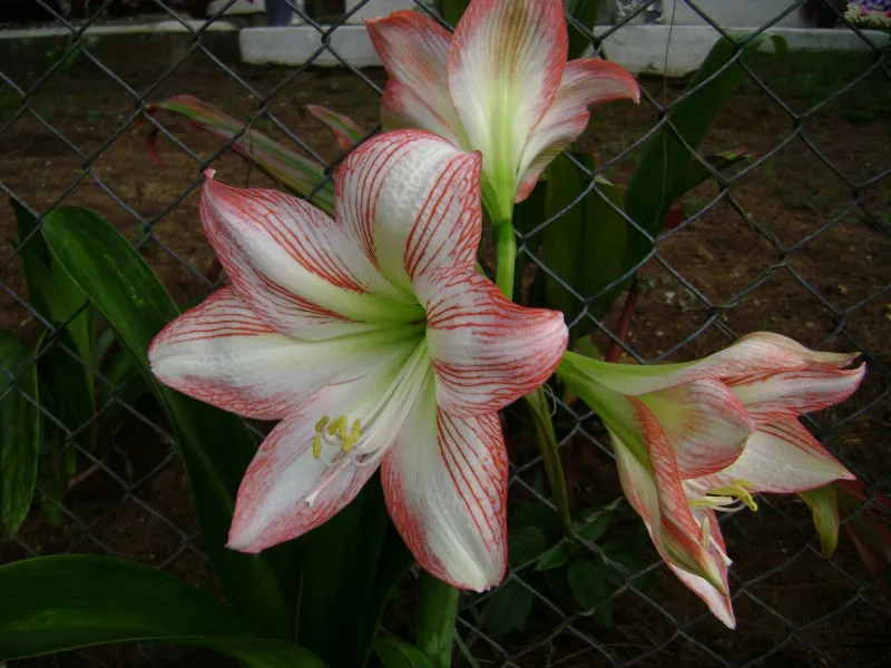 Hippeastrum spp