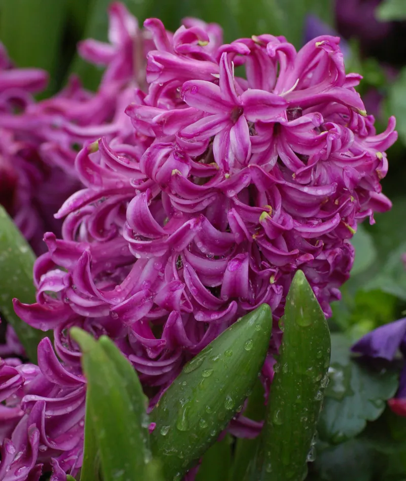 Hyacinthus spp