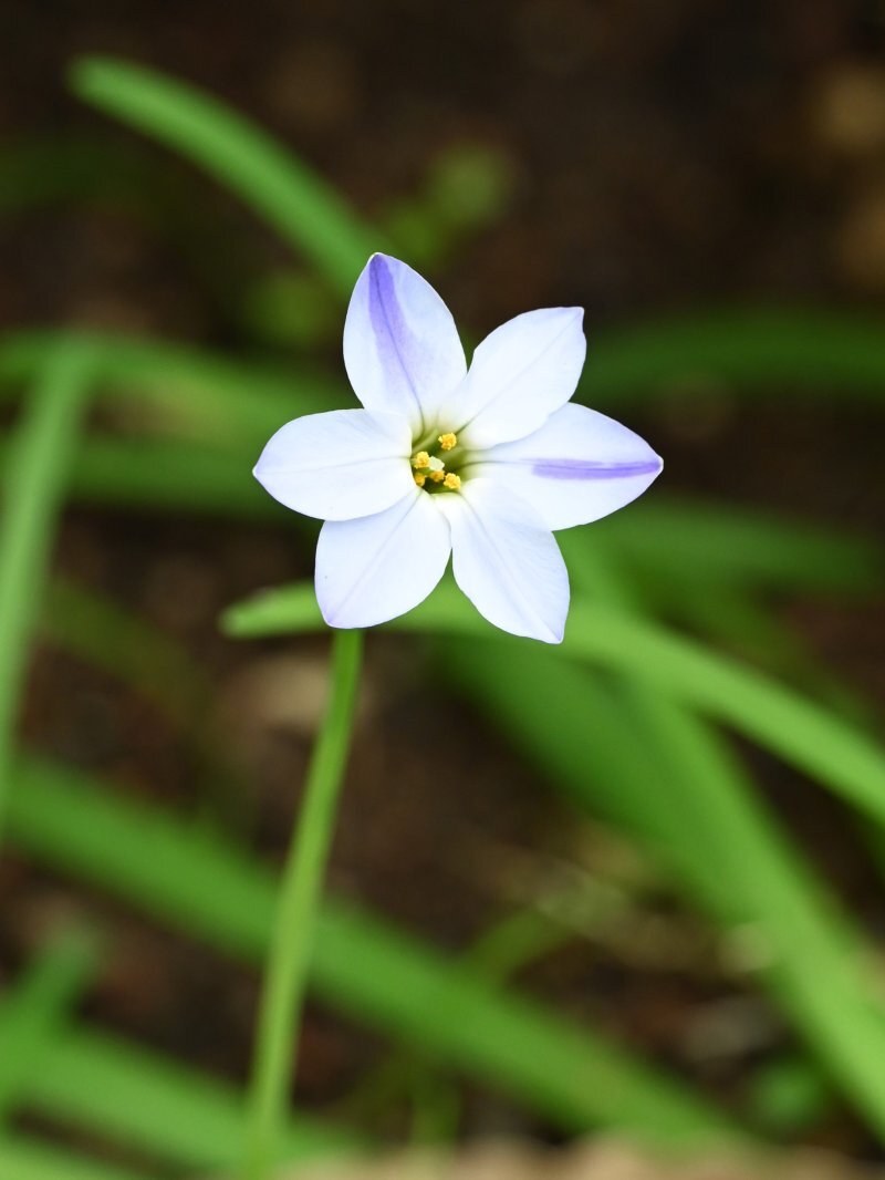 Ipheion uniflorum