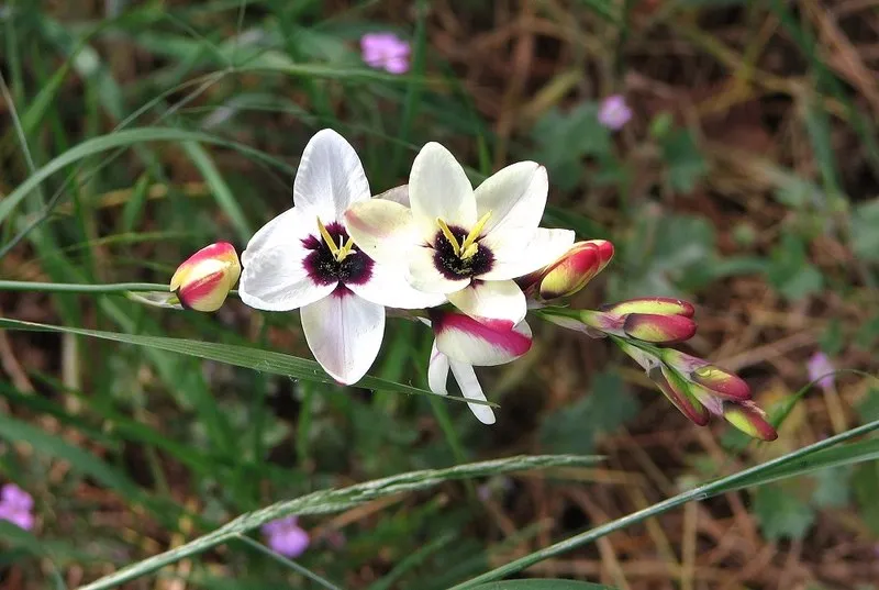 Ixia spp