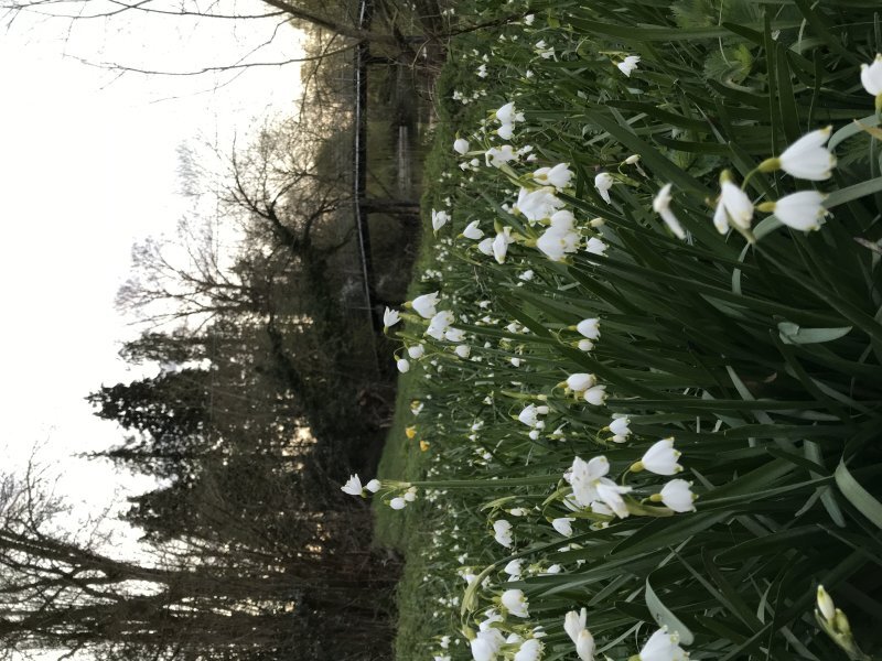 Leucojum aestivum