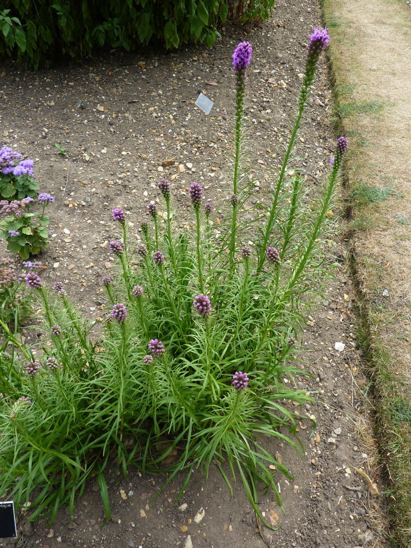 Liatris spicata