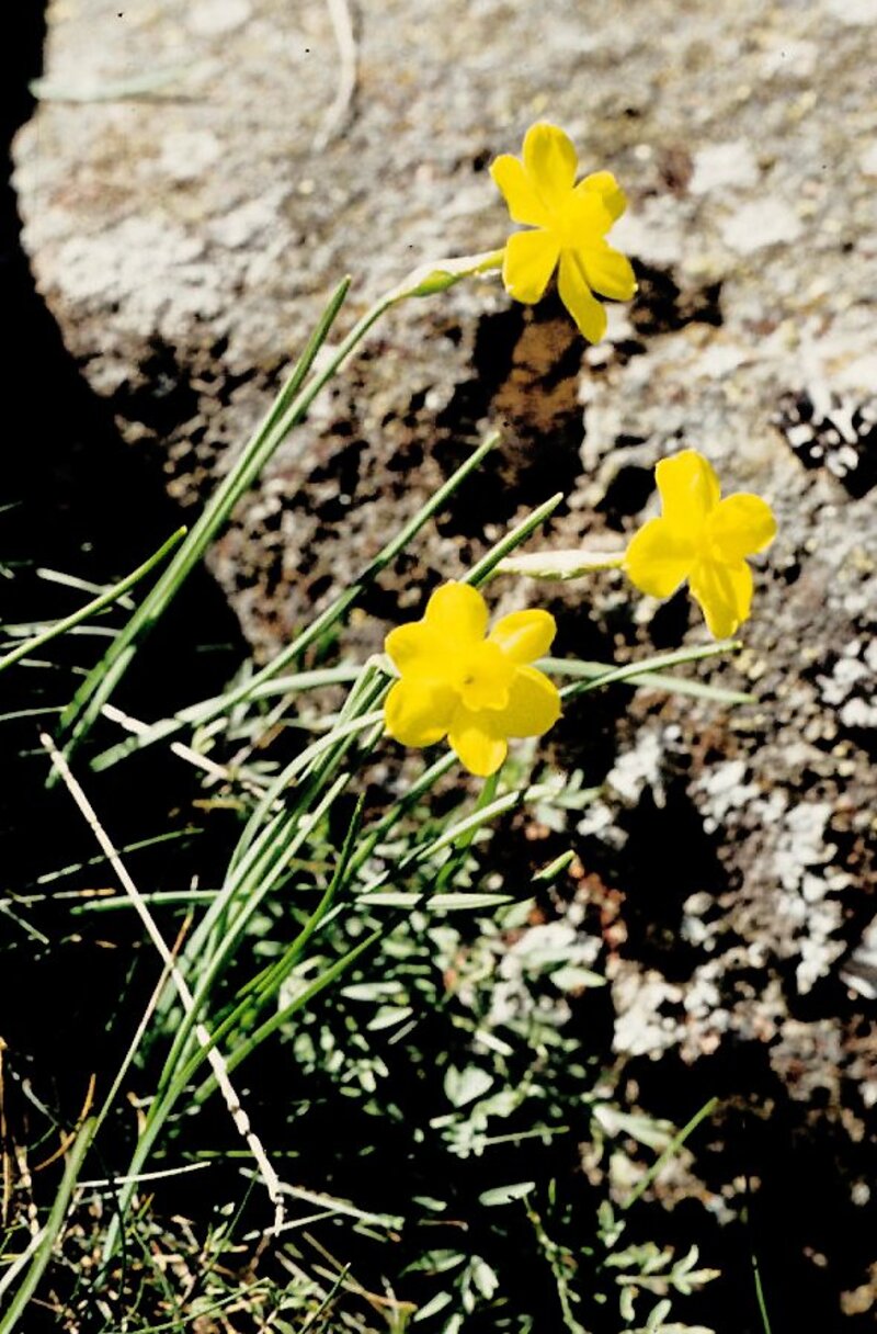 Narcissus spp