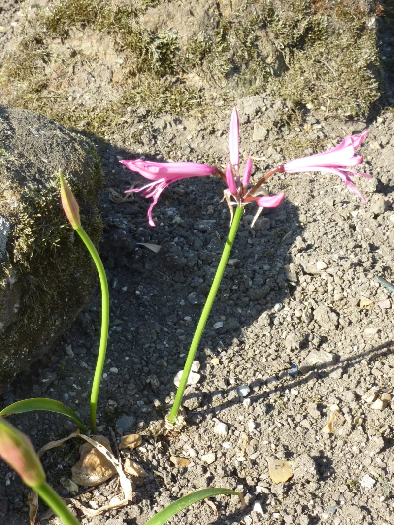 Nerine bowdenii