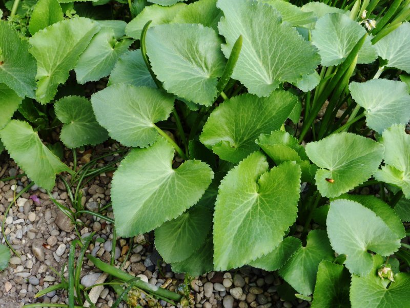 Puschkinia scilloides