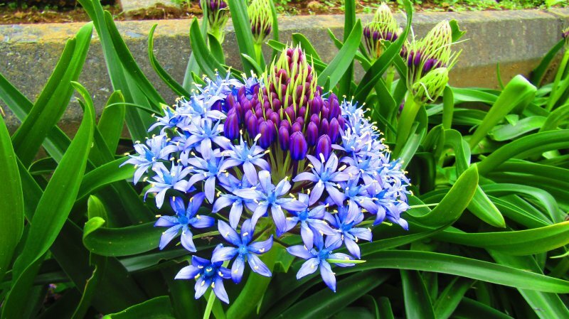Scilla peruviana