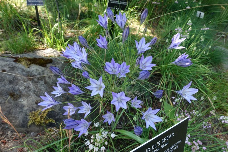 Triteleia laxa