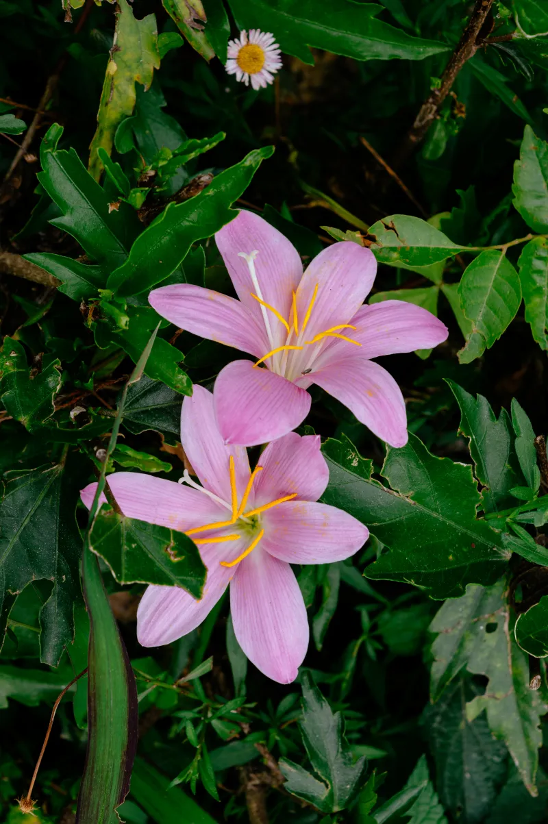 Zephyranthes carinata