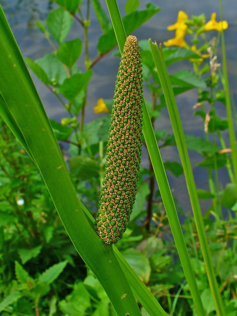 Acorus calamus 'Variegata'
