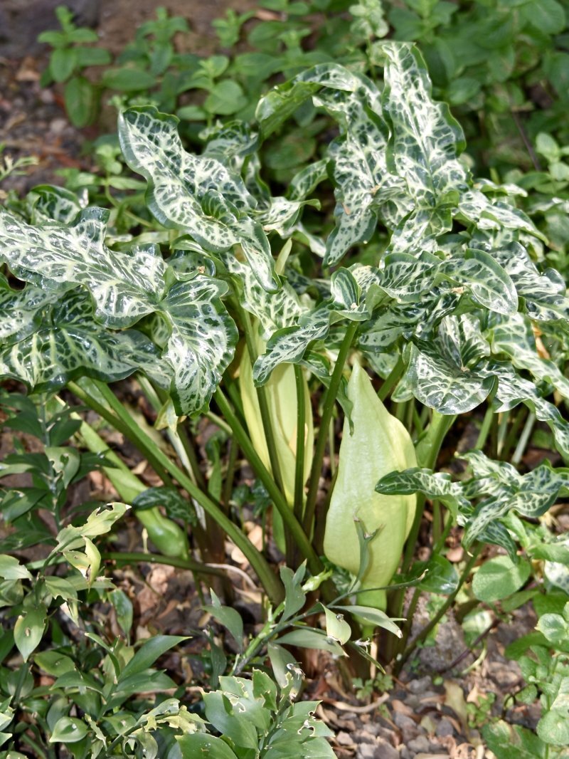 Arum italicum