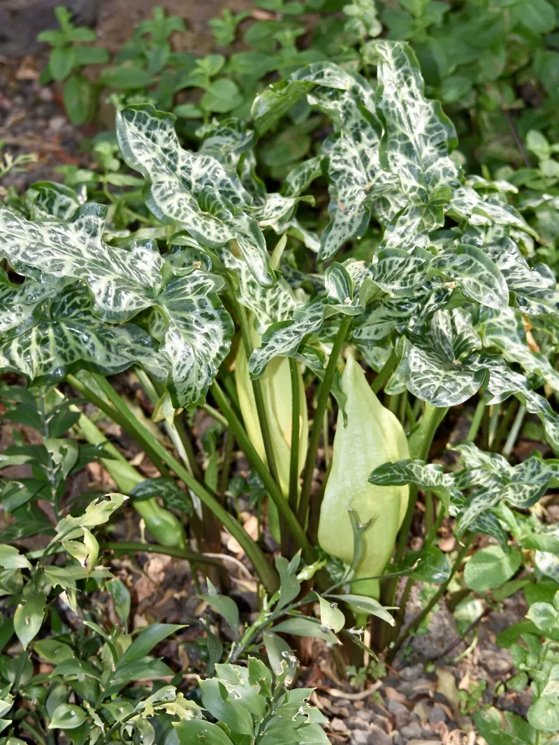 Arum italicum