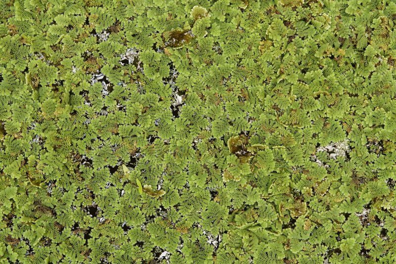 Azolla caroliniana